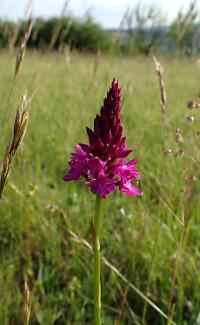 Rudohlávek jehlancovitý (Anacamptis pyramidalis)