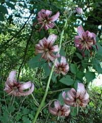 Lilie zlatohlavá (Lilium martagon)