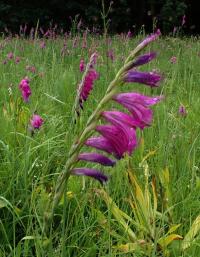 Mečík střechovitý (Gladiolus imbricatus)