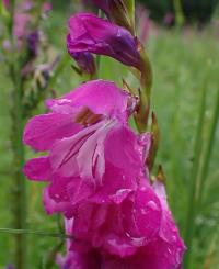 Mečík střechovitý (Gladiolus imbricatus)