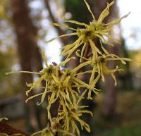 Vilín viržinský (Hamamelis virginiana)