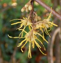 Vilín viržinský (Hamamelis virginiana)