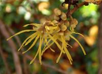 Vilín viržinský (Hamamelis virginiana)