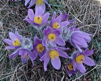 Koniklec velkokvětý (Pulsatilla grandis)