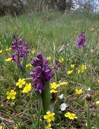 Vstavač kukačka (Orchis morio)