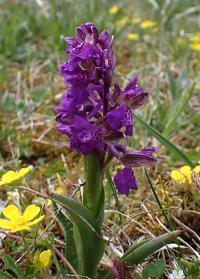 Vstavač kukačka (Orchis morio)