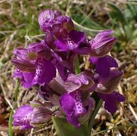 Vstavač kukačka (Orchis morio)