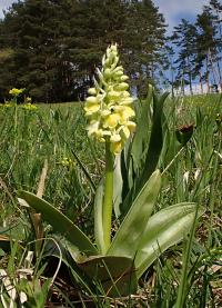 Vstavač bledý (Orchis pallens)