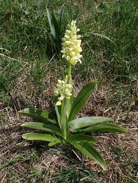 Vstavač bledý (Orchis pallens)