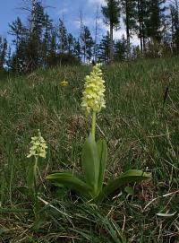Vstavač bledý (Orchis pallens)
