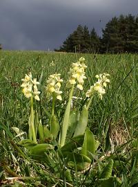 Vstavač bledý (Orchis pallens)