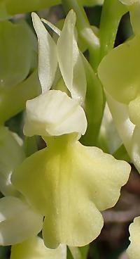 Vstavač bledý (Orchis pallens)