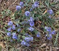 Rozrazil rozprostřený (Veronica prostrata)