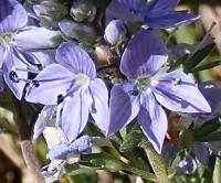 Rozrazil rozprostřený (Veronica prostrata)