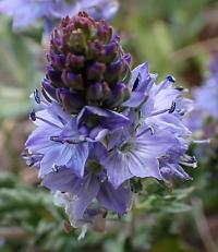 Rozrazil rozprostřený (Veronica prostrata)