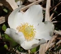Sasanka lesní (Anemone sylvestris)