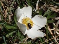 Sasanka lesní (Anemone sylvestris)