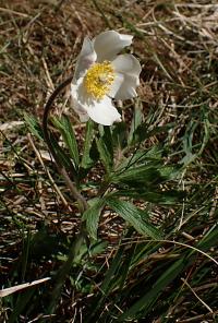 Sasanka lesní (Anemone sylvestris)