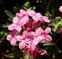Lýkovec vonný (Daphne cneorum)