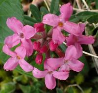Lýkovec vonný (Daphne cneorum)
