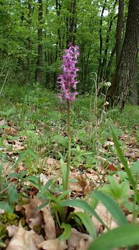 Vstavač mužský znamenaný (Orchis mascula subsp speciosa)