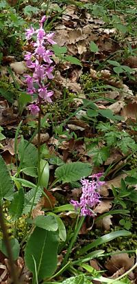Vstavač mužský znamenaný (Orchis mascula subsp speciosa)