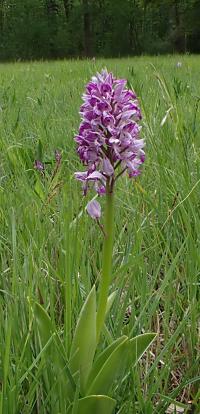 Vstavač vojenský (Orchis militaris)