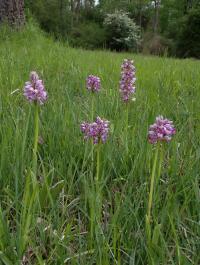 Vstavač vojenský (Orchis militaris)