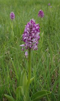 Vstavač vojenský (Orchis militaris)