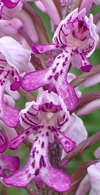 Vstavač vojenský (Orchis militaris)