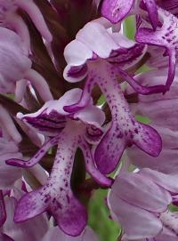 Vstavač vojenský (Orchis militaris)