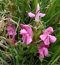 Všivec lesní (Pedicularis sylvatica)