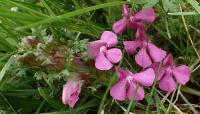 Všivec lesní (Pedicularis sylvatica)