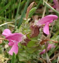 Všivec lesní (Pedicularis sylvatica)