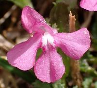 Všivec lesní (Pedicularis sylvatica)