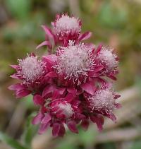 Kociánek dvoudomý (Antennaria dioica)