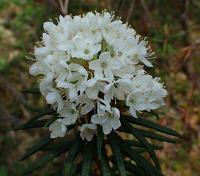 Rojovník bahenní (Rhododendron tomentosum)