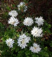 Rojovník bahenní (Rhododendron tomentosum)