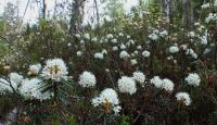 Rojovník bahenní (Rhododendron tomentosum)