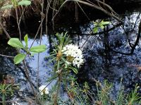 Rojovník bahenní (Rhododendron tomentosum)