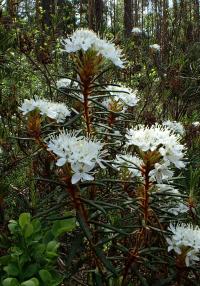 Rojovník bahenní (Rhododendron tomentosum)