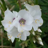 Jirnice modrá (Polemonium caeruleum)