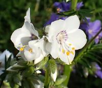 Jirnice modrá (Polemonium caeruleum)