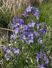 Jirnice modrá (Polemonium caeruleum)