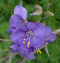 Jirnice modrá (Polemonium caeruleum)