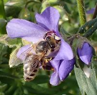 Jirnice modrá (Polemonium caeruleum)