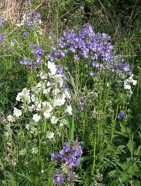 Jirnice modrá (Polemonium caeruleum)