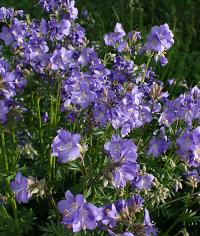Jirnice modrá (Polemonium caeruleum)