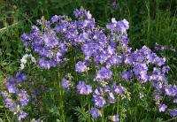 Jirnice modrá (Polemonium caeruleum)