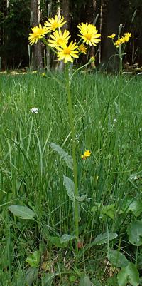Pastarček potoční (Tephroseris crispa)